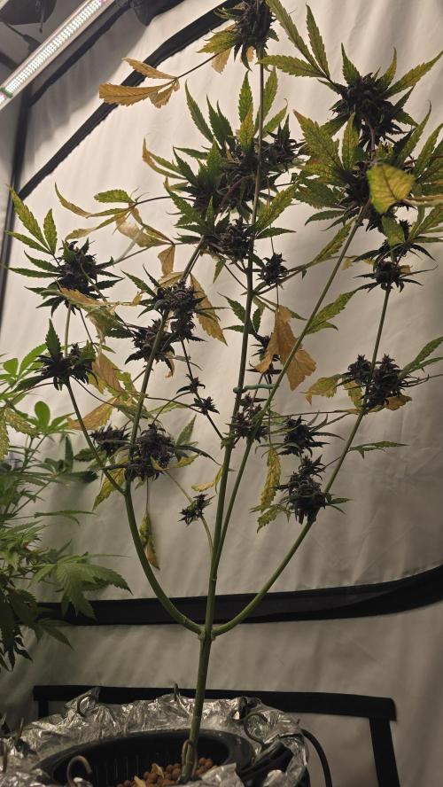 Purple Mandarine Auto DWC. Week 15