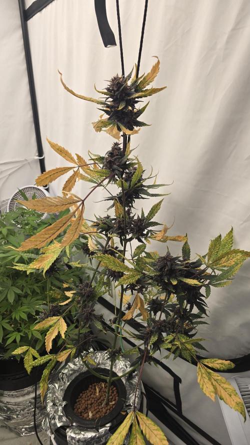 Purple Mandarine Auto DWC. Week 15