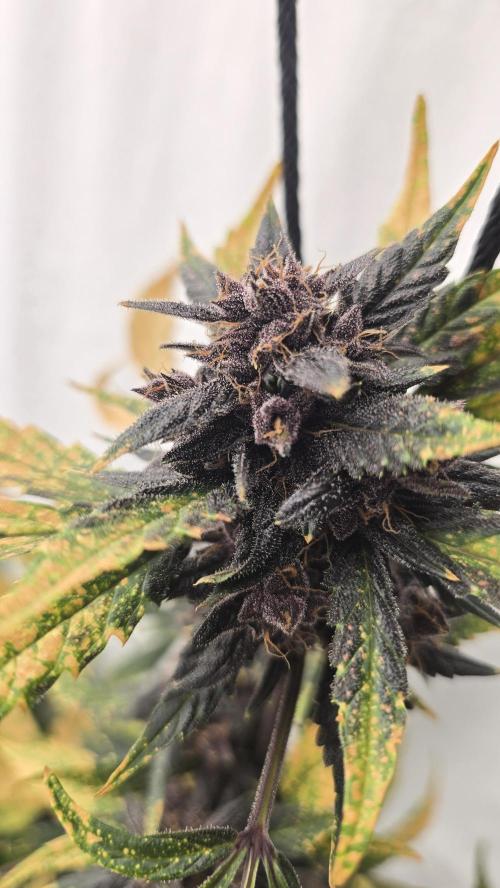 Purple Mandarine Auto DWC. Week 15