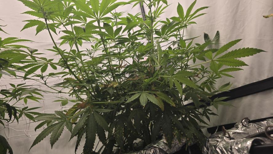 Red Hot Cookies DWC. Week 14