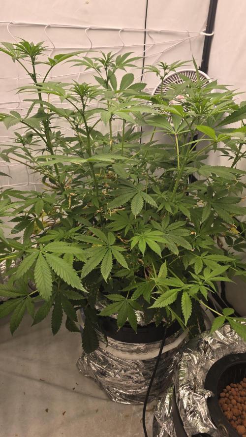 Red Hot Cookies DWC. Week 14