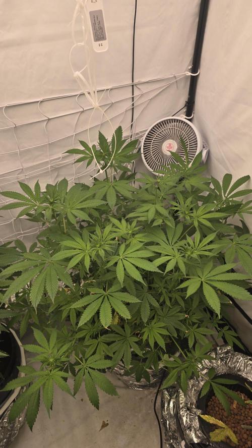 Red Hot Cookies DWC. Week 14