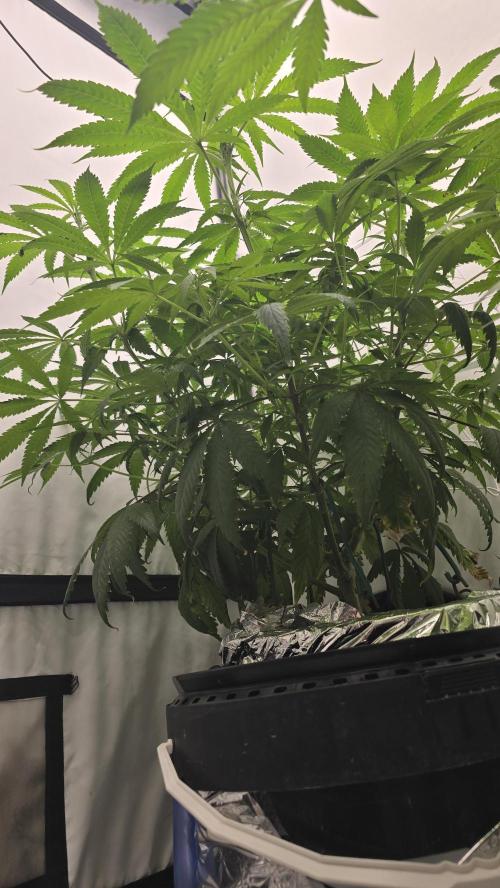 Sativa Dream DWC. Week 14
