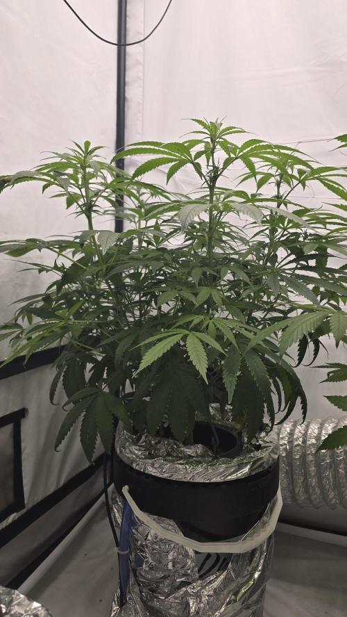 Sativa Dream DWC. Week 14