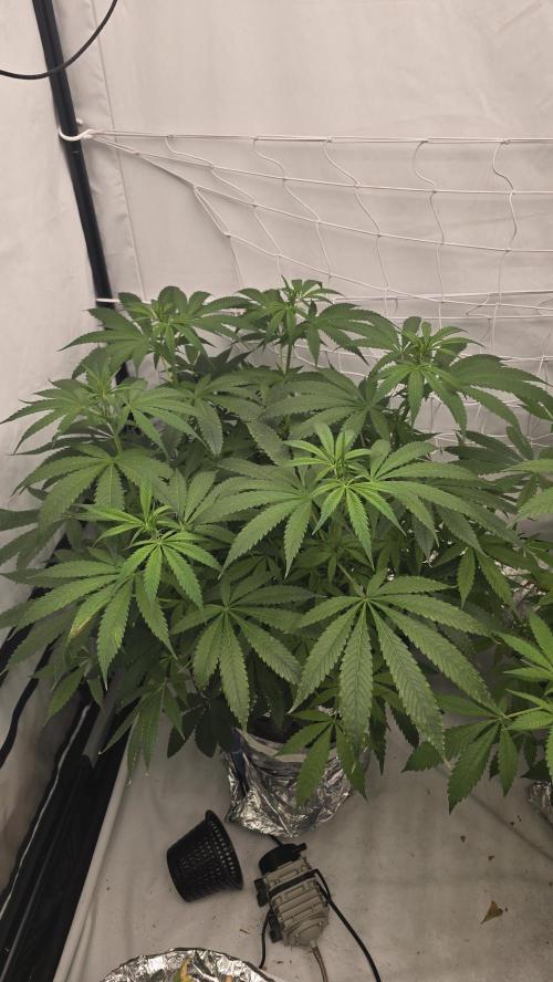 Sativa Dream DWC. Week 14