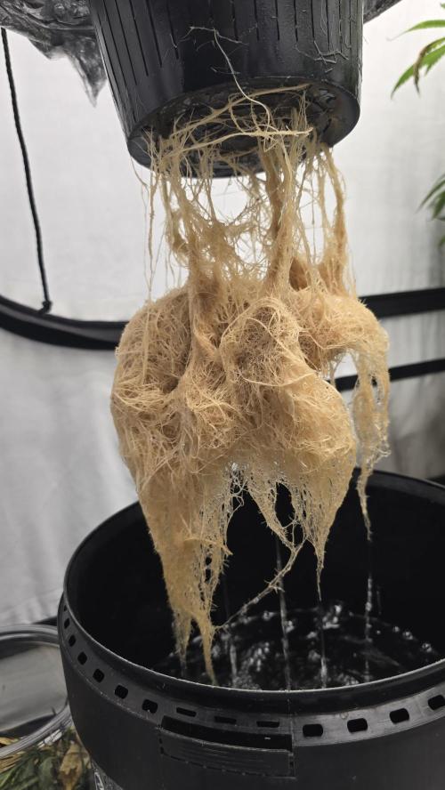 LSD-25 AUTO DWC. Week 15