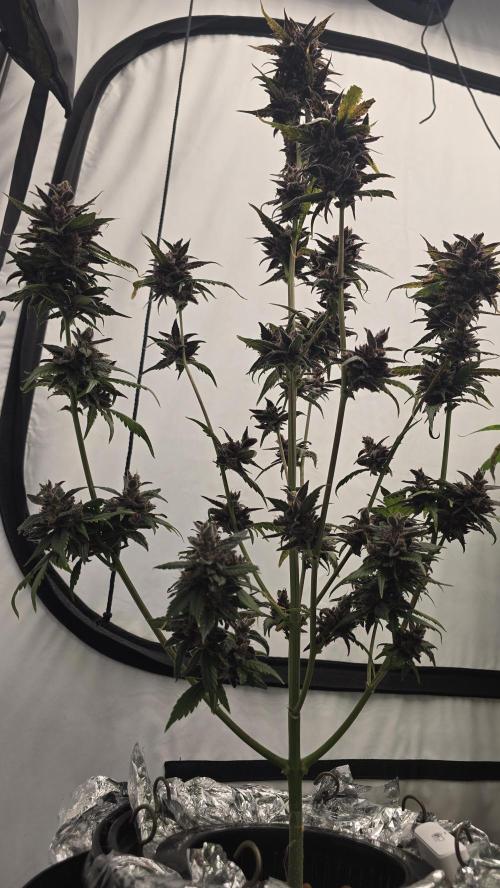 LSD-25 AUTO DWC. Week 15