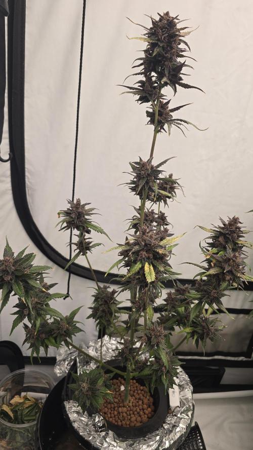 LSD-25 AUTO DWC. Week 15