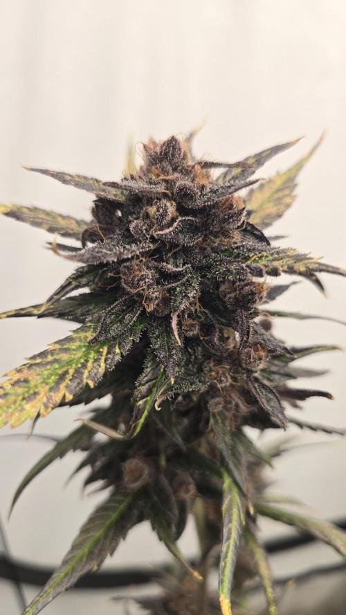 LSD-25 AUTO DWC. Week 15