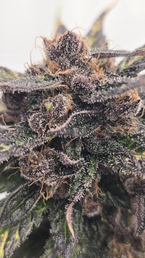 LSD-25 AUTO DWC. Week 15