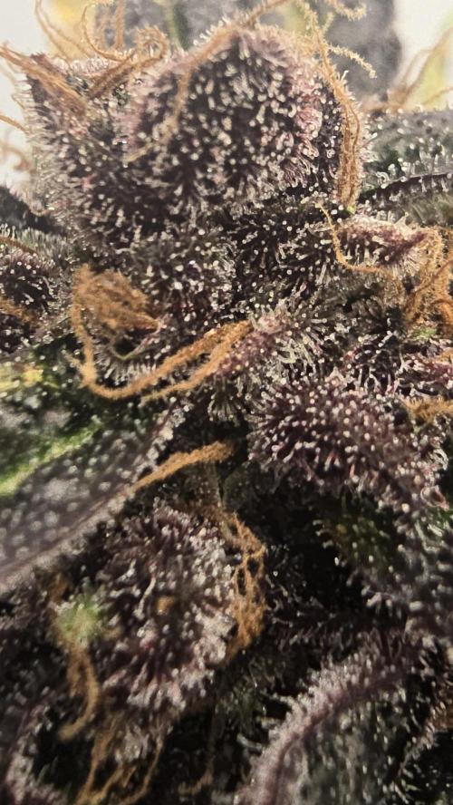 LSD-25 AUTO DWC. Week 15