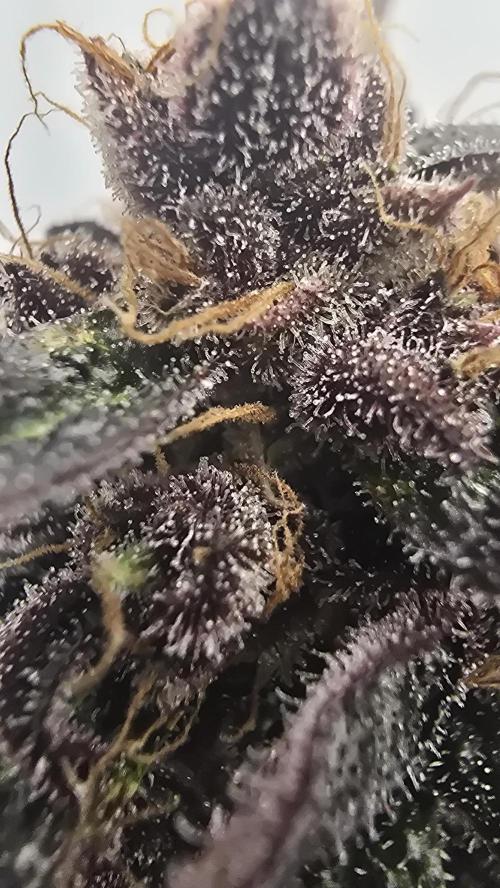 LSD-25 AUTO DWC. Week 15