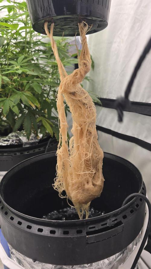 Purple Mandarine Auto DWC. Week 16