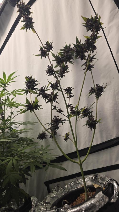 Purple Mandarine Auto DWC. Week 16