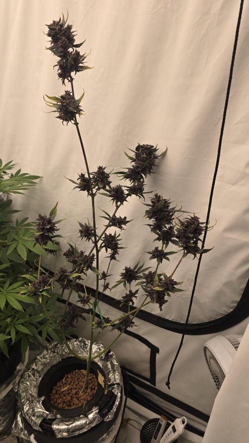 Purple Mandarine Auto DWC. Week 16