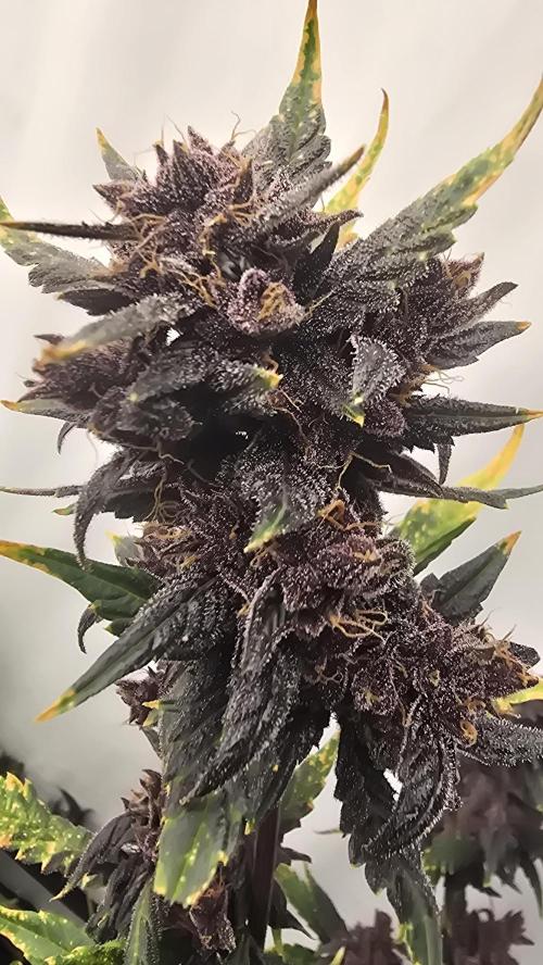 Purple Mandarine Auto DWC. Week 16