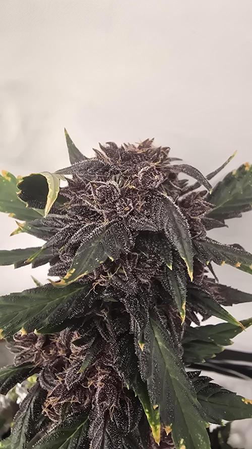 Purple Mandarine Auto DWC. Week 16