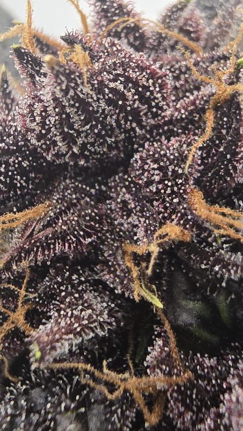 Purple Mandarine Auto DWC. Week 16