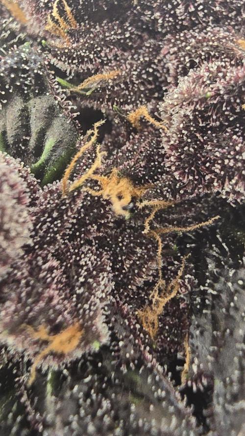 Purple Mandarine Auto DWC. Week 16