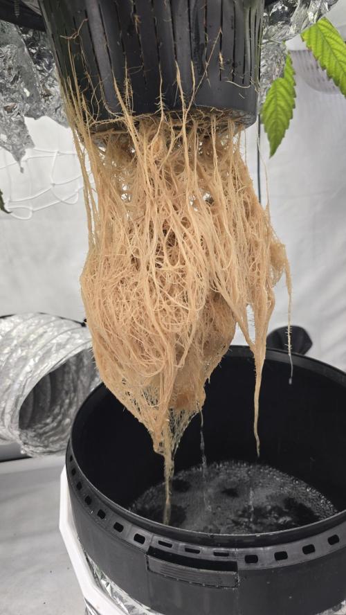 Red Hot Cookies DWC. Week 15