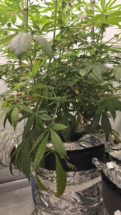 Red Hot Cookies DWC. Week 15