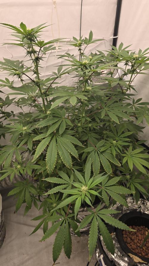 Red Hot Cookies DWC. Week 15
