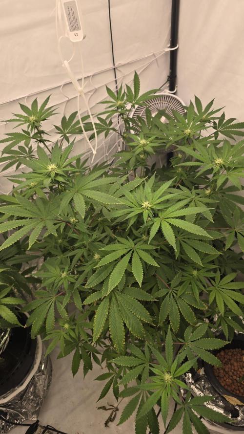 Red Hot Cookies DWC. Week 15