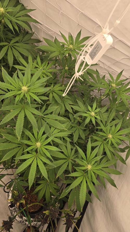 Red Hot Cookies DWC. Week 15