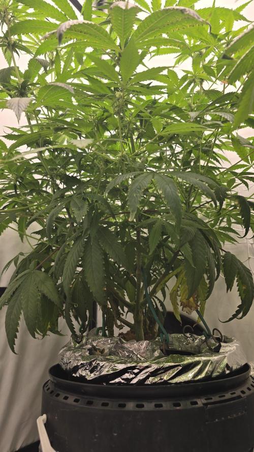 Sativa Dream DWC. Week 15