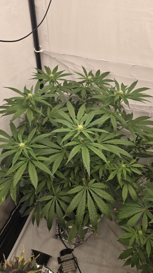 Sativa Dream DWC. Week 15