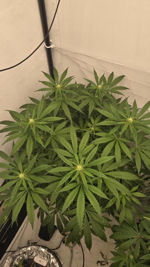 Sativa Dream DWC. Week 15