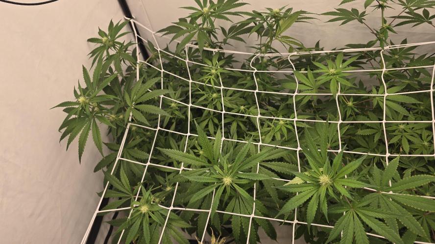 Sativa Dream DWC. Week 15