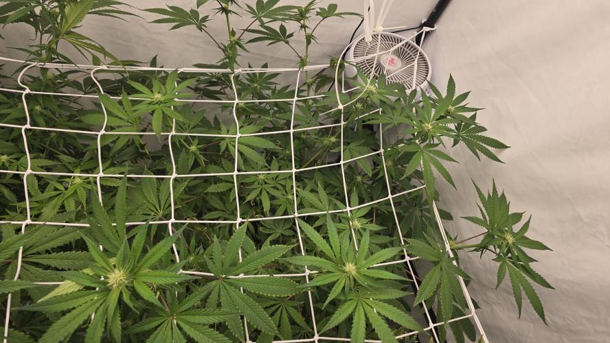 Red Hot Cookies DWC. Week 15
