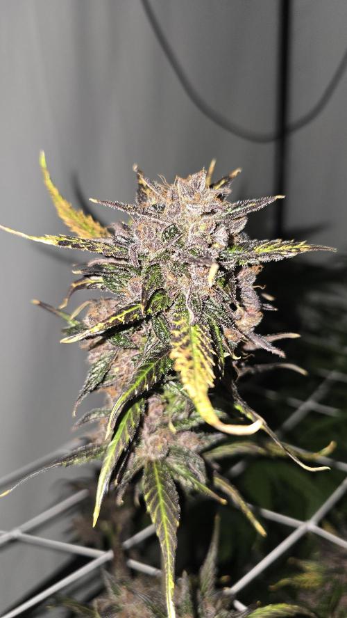 LSD-25 AUTO DWC. Week 15