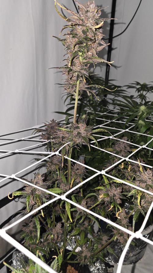 LSD-25 AUTO DWC. Week 15