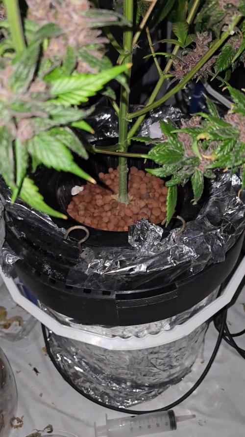 LSD-25 AUTO DWC