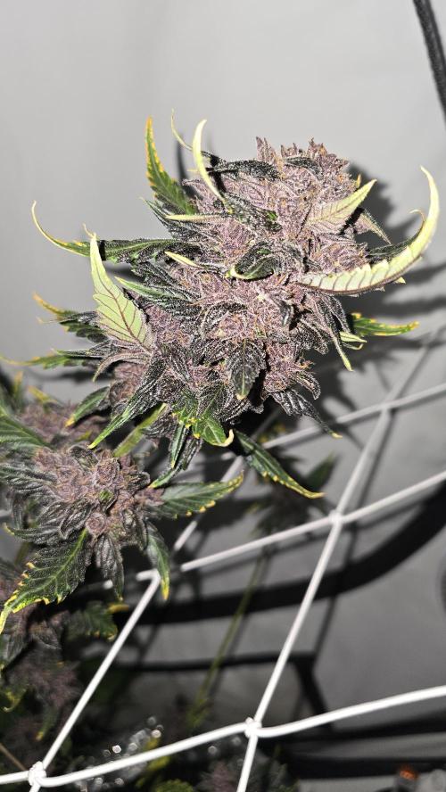 Purple Mandarine Auto DWC. Week 16