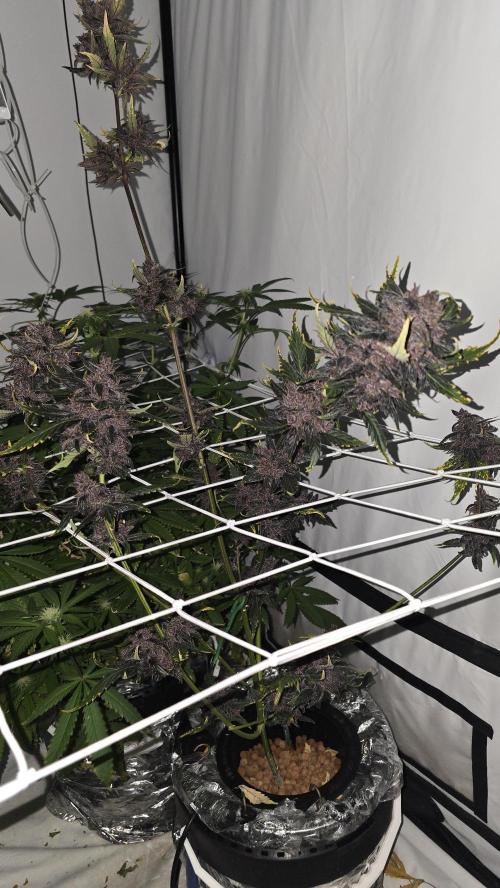 Purple Mandarine Auto DWC. Week 16