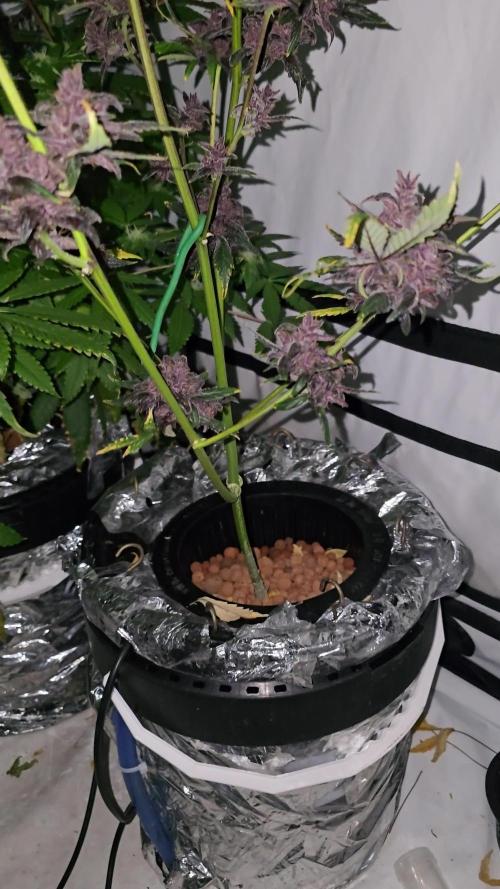 Purple Mandarine Auto DWC