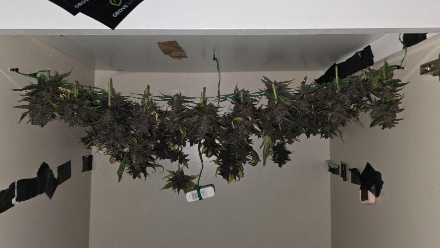 LSD-25 AUTO DWC. Week 16