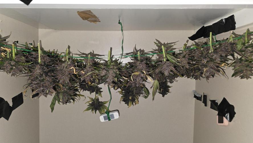 LSD-25 AUTO DWC. Week 16
