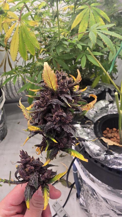 Purple Mandarine Auto DWC. Week 17