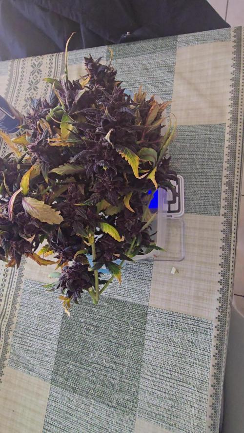 Purple Mandarine Auto DWC