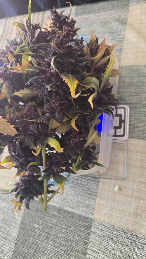 Purple Mandarine Auto DWC. Week 17