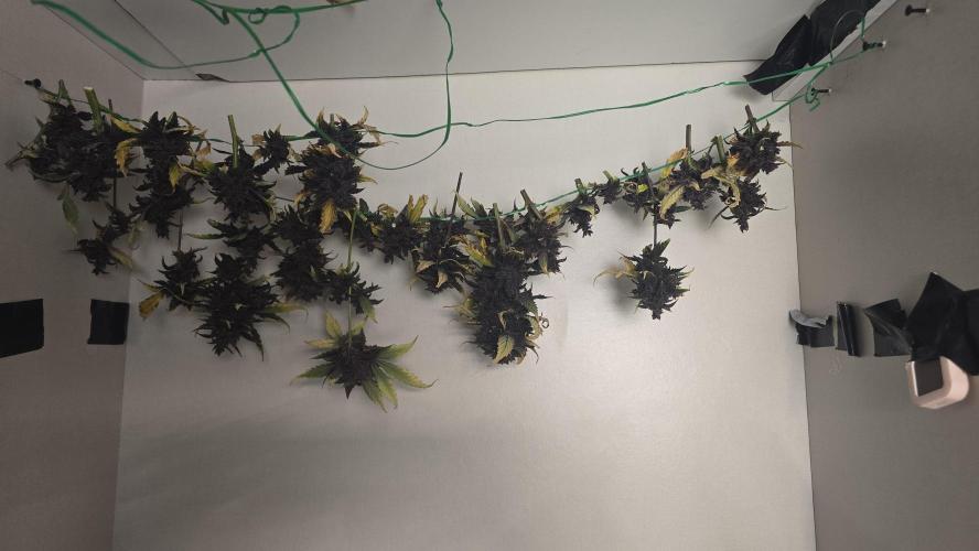 Purple Mandarine Auto DWC. Week 17