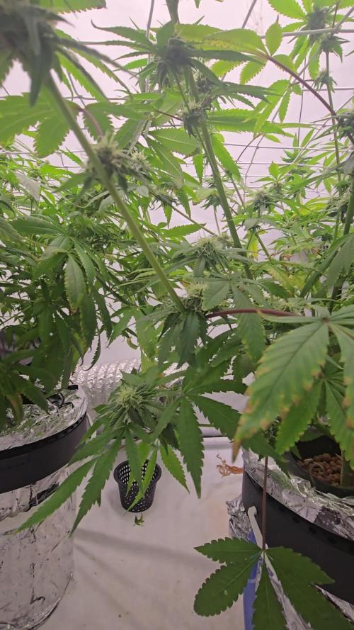 Red Hot Cookies DWC