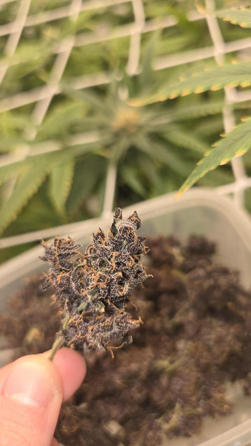 Purple Mandarine Auto DWC. Week 17