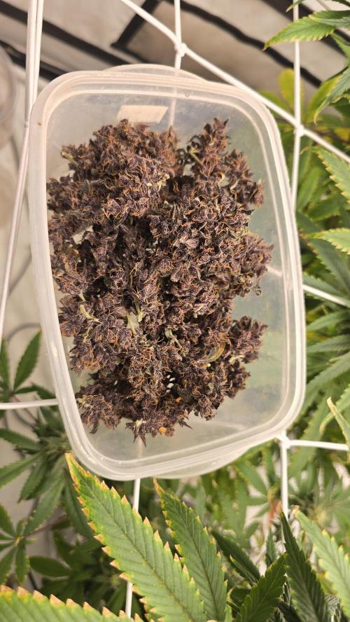 Purple Mandarine Auto DWC. Week 17