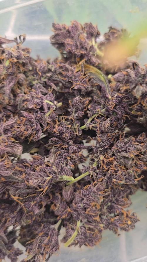 Purple Mandarine Auto DWC