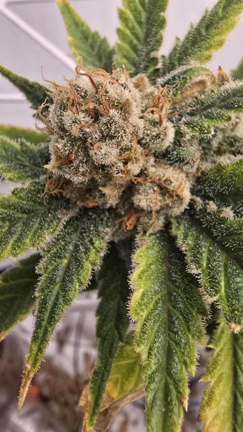 Sativa Dream DWC. Week 22